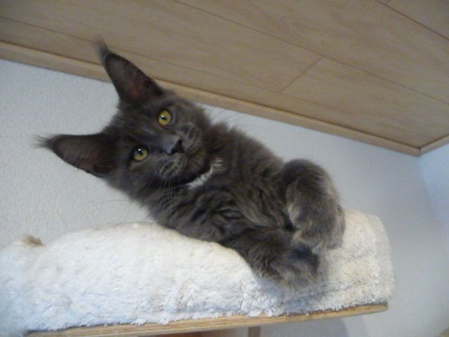 Sehr typvoller Jungkater