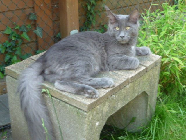 Sehr typvoller Jungkater