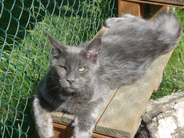 Sehr typvoller Jungkater