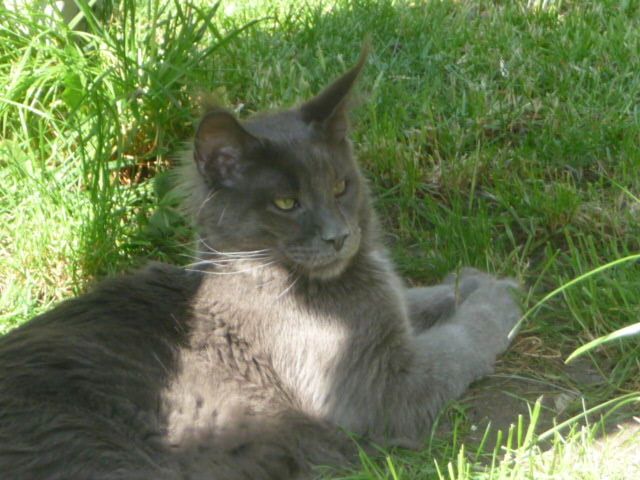 Sehr typvoller Jungkater