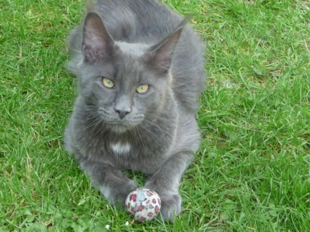 Sehr typvoller Jungkater