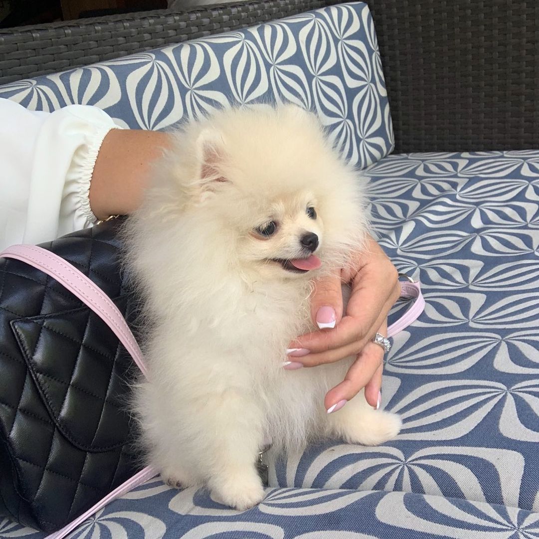 Pomeranian Rüden suchen ein liebevolles Zuhause