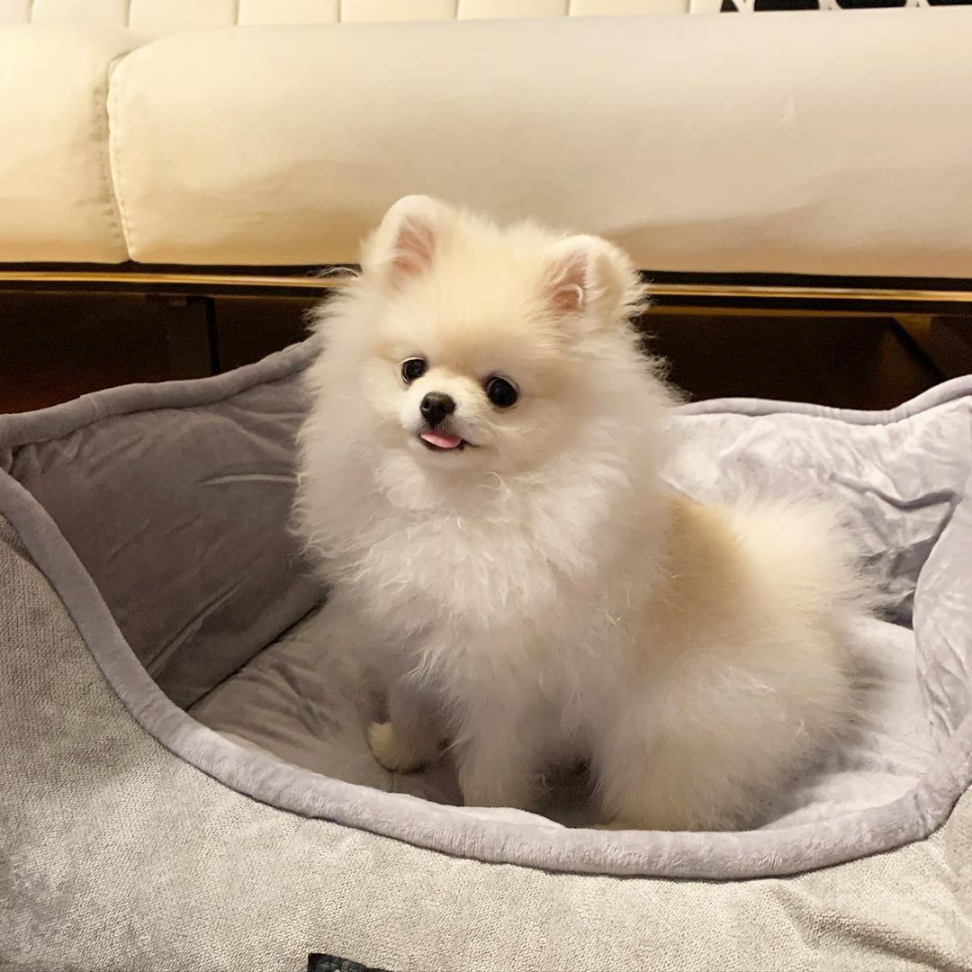 Pomeranian Rüden suchen ein liebevolles Zuhause