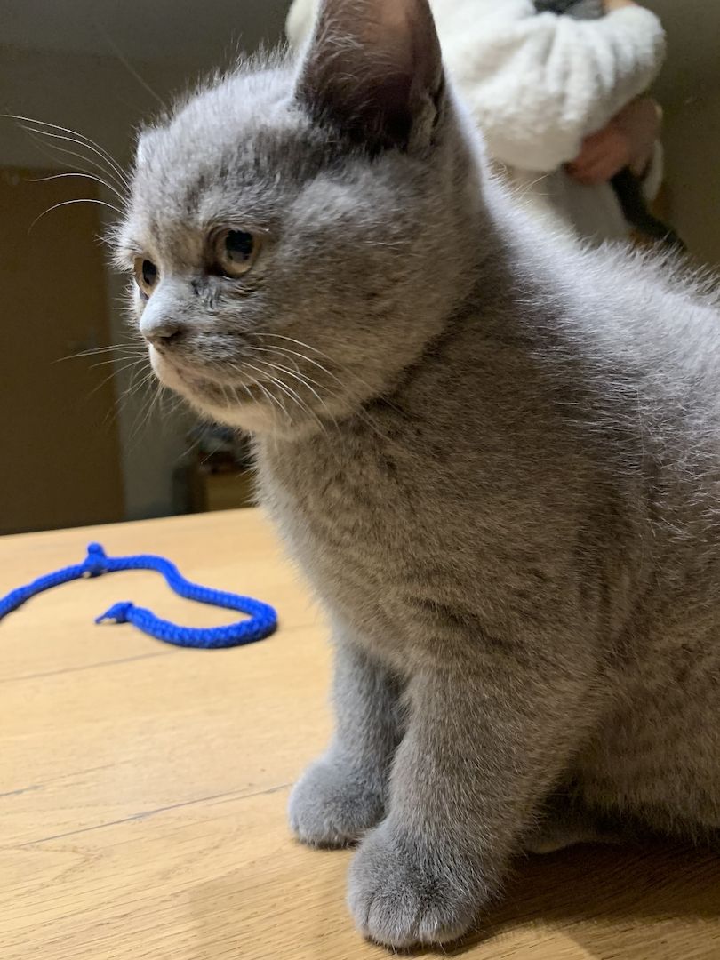 Liebevolle BKH Kitten blue zum Auszug bereit 