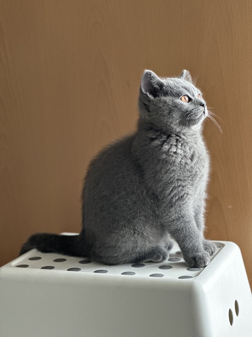 Liebevolle BKH Kitten blue zum Auszug bereit 