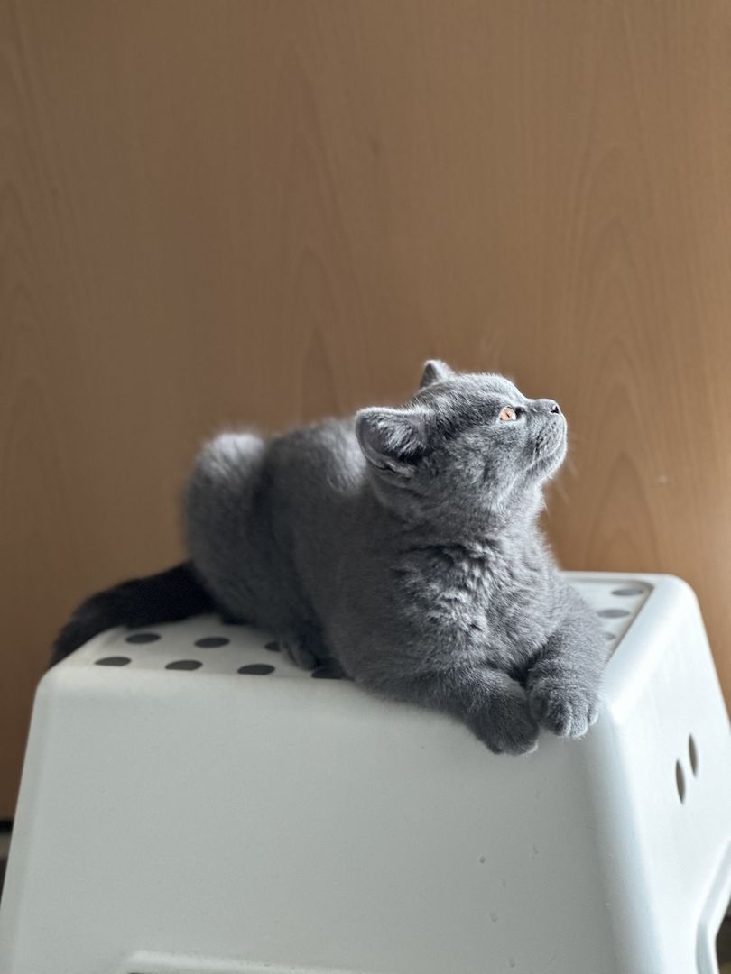 Liebevolle BKH Kitten blue zum Auszug bereit 