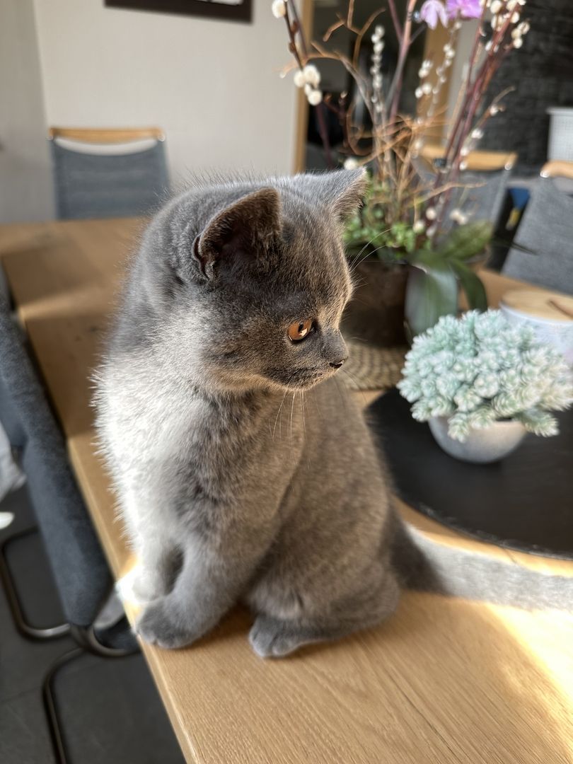 Liebevolle BKH Kitten blue zum Auszug bereit 