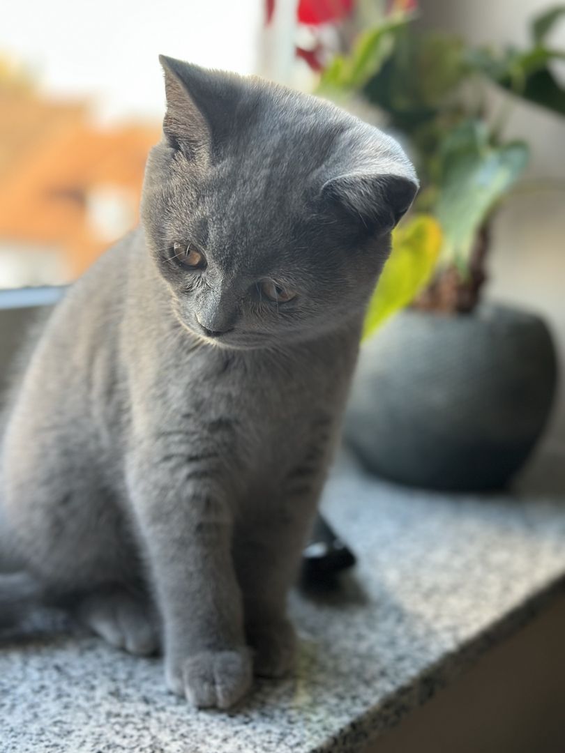 Liebevolle BKH Kitten blue zum Auszug bereit 