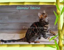 Cahsmere Bengal Kater sehr lieb & pfiffig! Evtl. sogar mit Zuchtfreigabe!