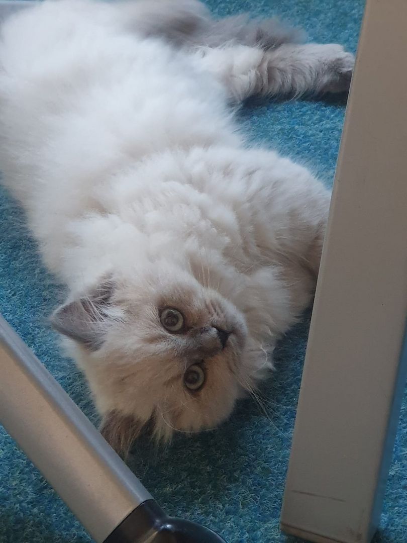 BLH Kitten abzugeben