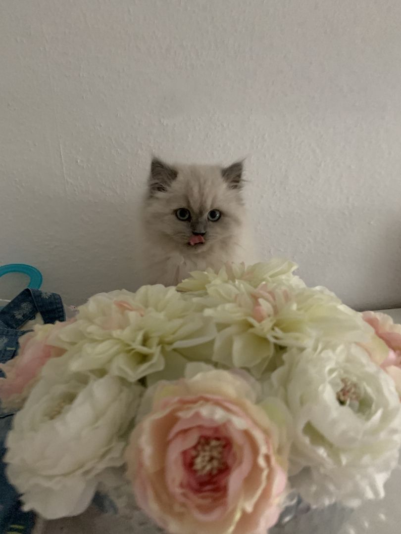 BLH Kitten abzugeben