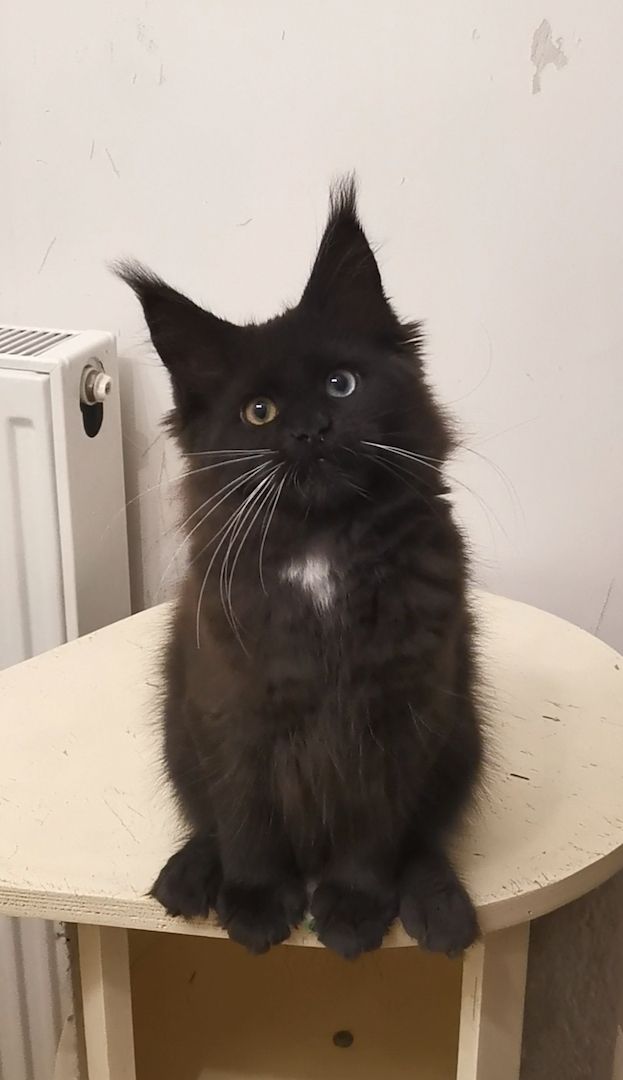 Maine-Coon-Kätzchen mit blauen Augen (mit Stammbaum) Maine-Coon-Kätzchen mit blauen Augen (mit Stammbaum)