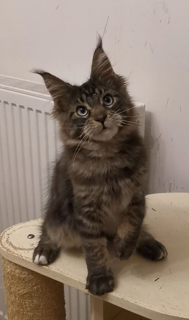 Maine-Coon-Kätzchen mit blauen Augen (mit Stammbaum) Maine-Coon-Kätzchen mit blauen Augen (mit Stammbaum)