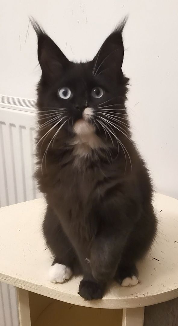 Maine-Coon-Kätzchen mit blauen Augen (mit Stammbaum) Maine-Coon-Kätzchen mit blauen Augen (mit Stammbaum)