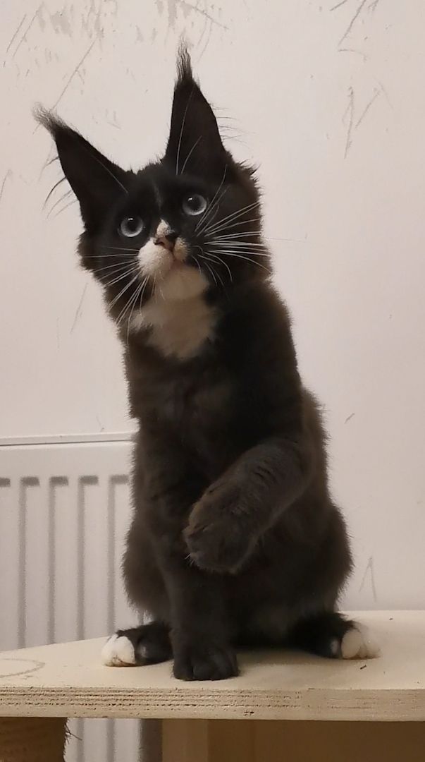 Maine-Coon-Kätzchen mit blauen Augen (mit Stammbaum) Maine-Coon-Kätzchen mit blauen Augen (mit Stammbaum)