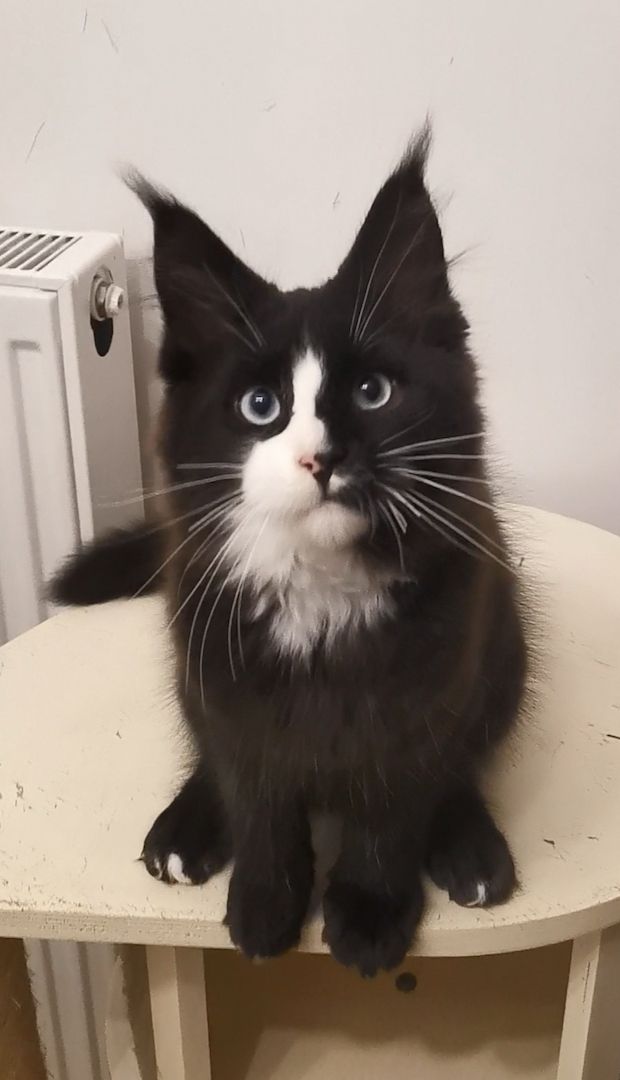 Maine-Coon-Kätzchen mit blauen Augen (mit Stammbaum) Maine-Coon-Kätzchen mit blauen Augen (mit Stammbaum)