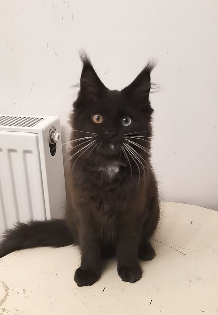 Maine-Coon-Kätzchen mit blauen Augen (mit Stammbaum) Maine-Coon-Kätzchen mit blauen Augen (mit Stammbaum)