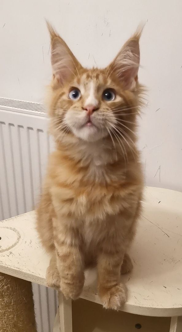 Maine-Coon-Kätzchen mit blauen Augen (mit Stammbaum) Maine-Coon-Kätzchen mit blauen Augen (mit Stammbaum)