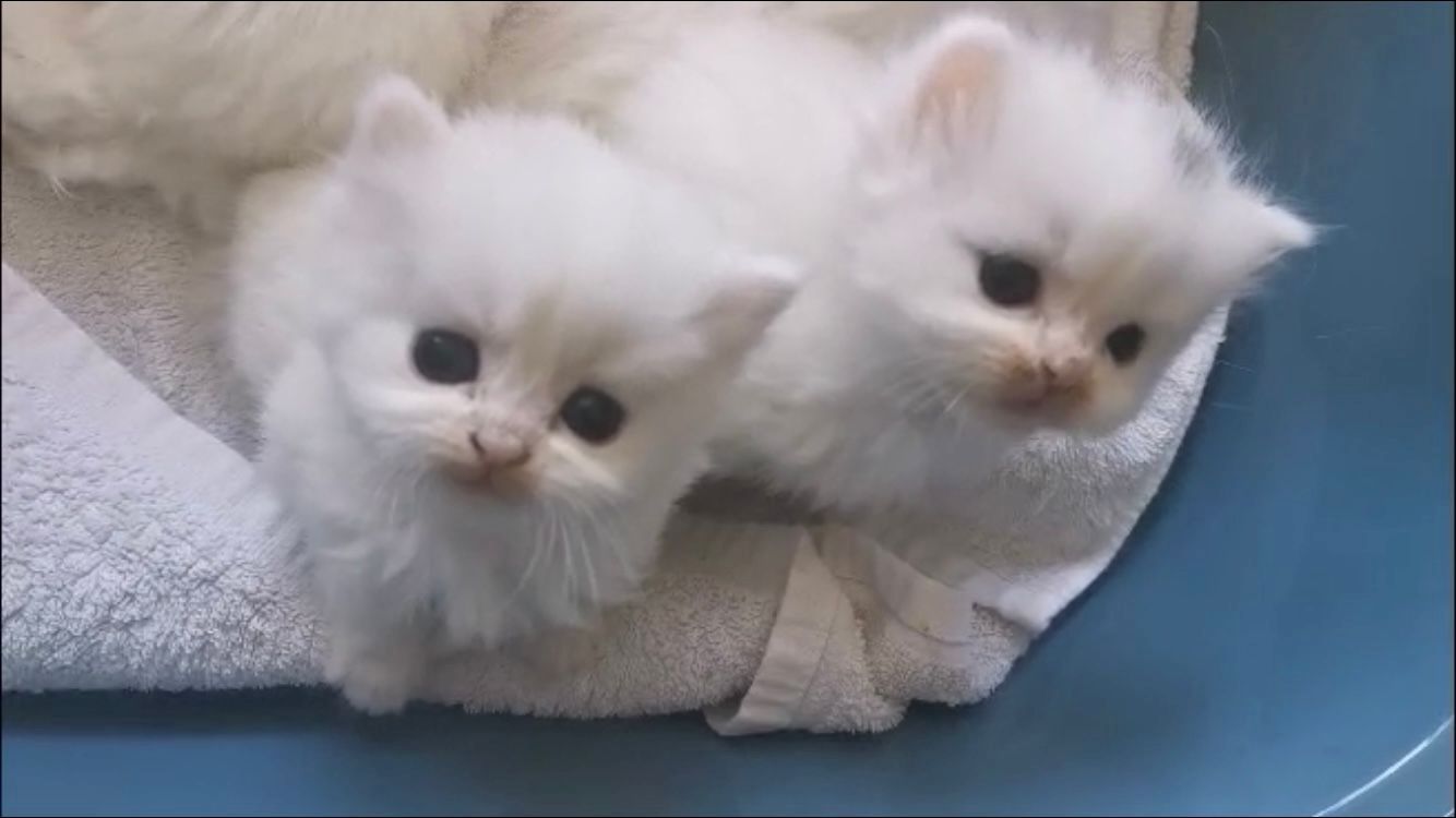 Perser katzenbabys Farbe weiß