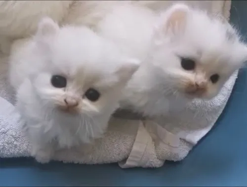 Perser katzenbabys Farbe weiß