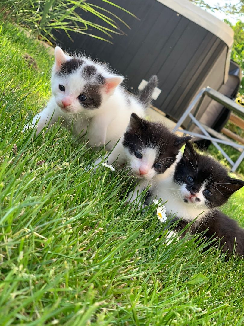 junge Hauskatzen zu verkaufen