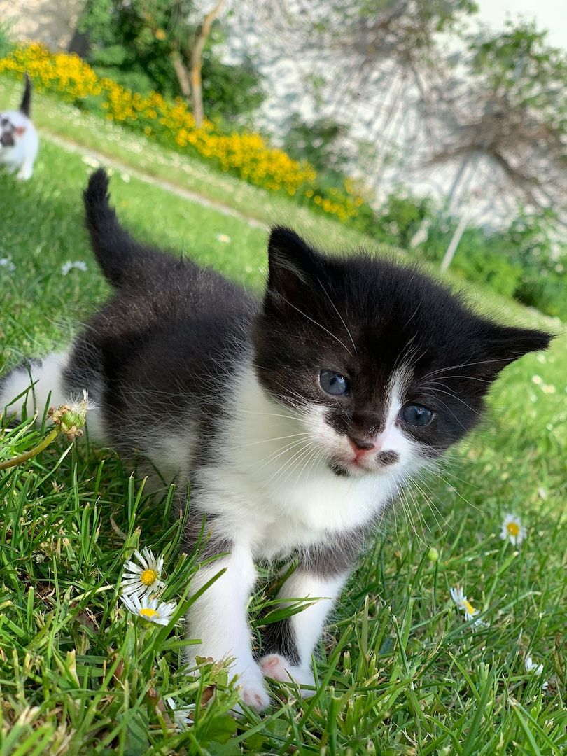 junge Hauskatzen zu verkaufen