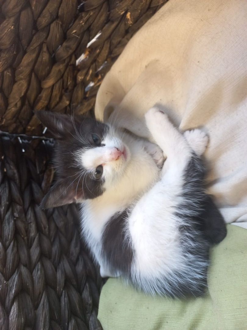 junge Hauskatzen zu verkaufen