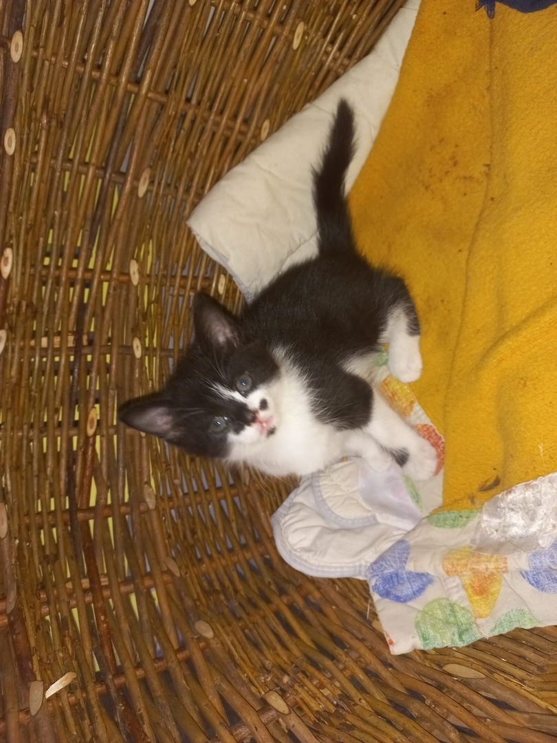 junge Hauskatzen zu verkaufen