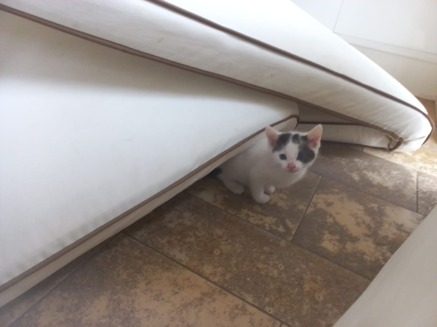 junge Hauskatzen zu verkaufen