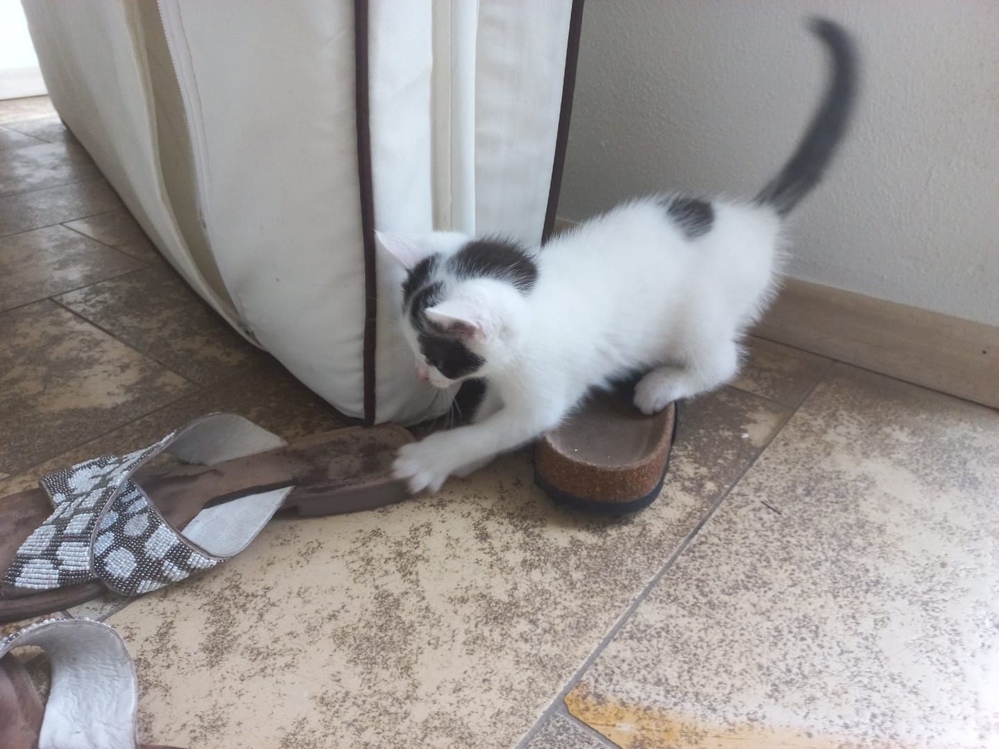 junge Hauskatzen zu verkaufen