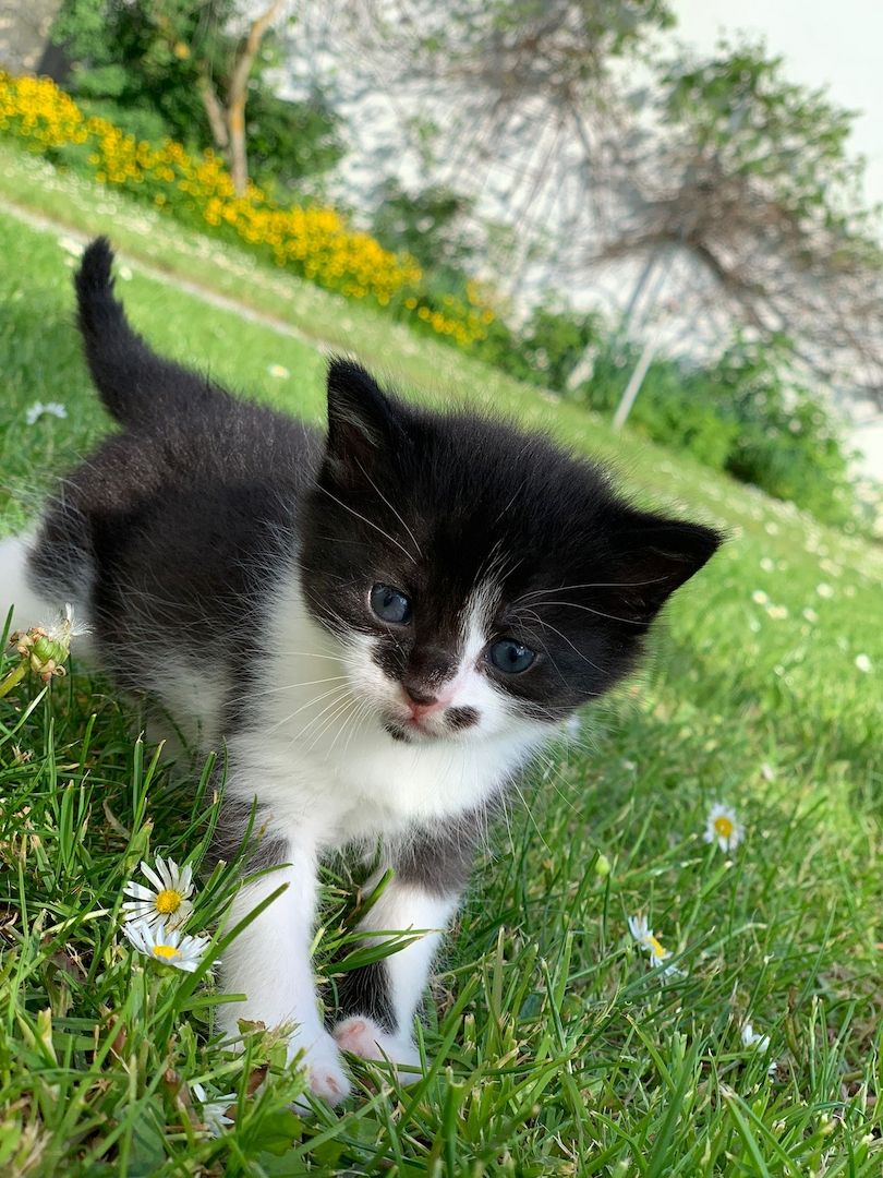 junge Hauskatzen zu verkaufen
