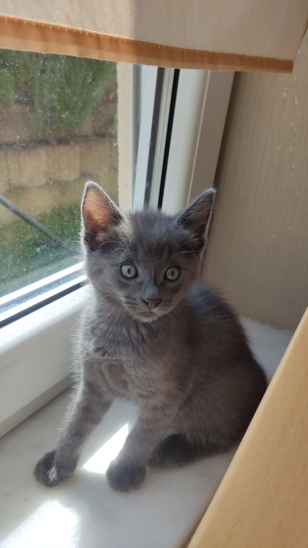 Katzenbabys zu verkaufen