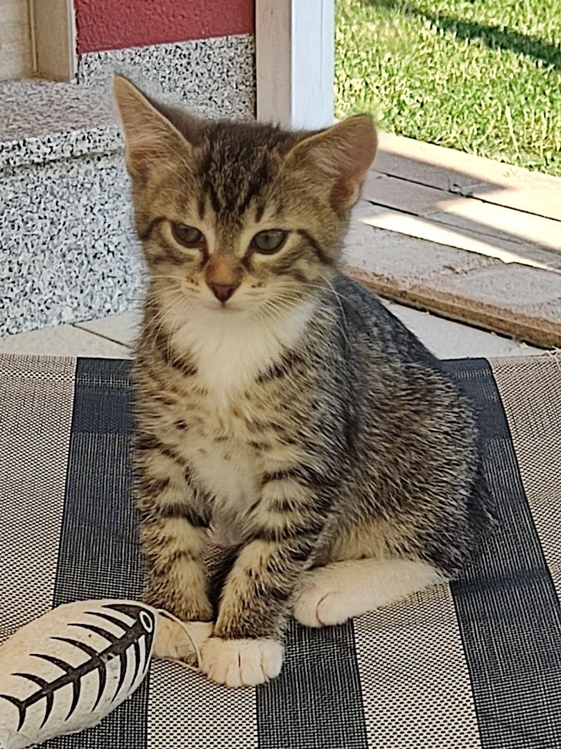 Katzenbabys zu verkaufen