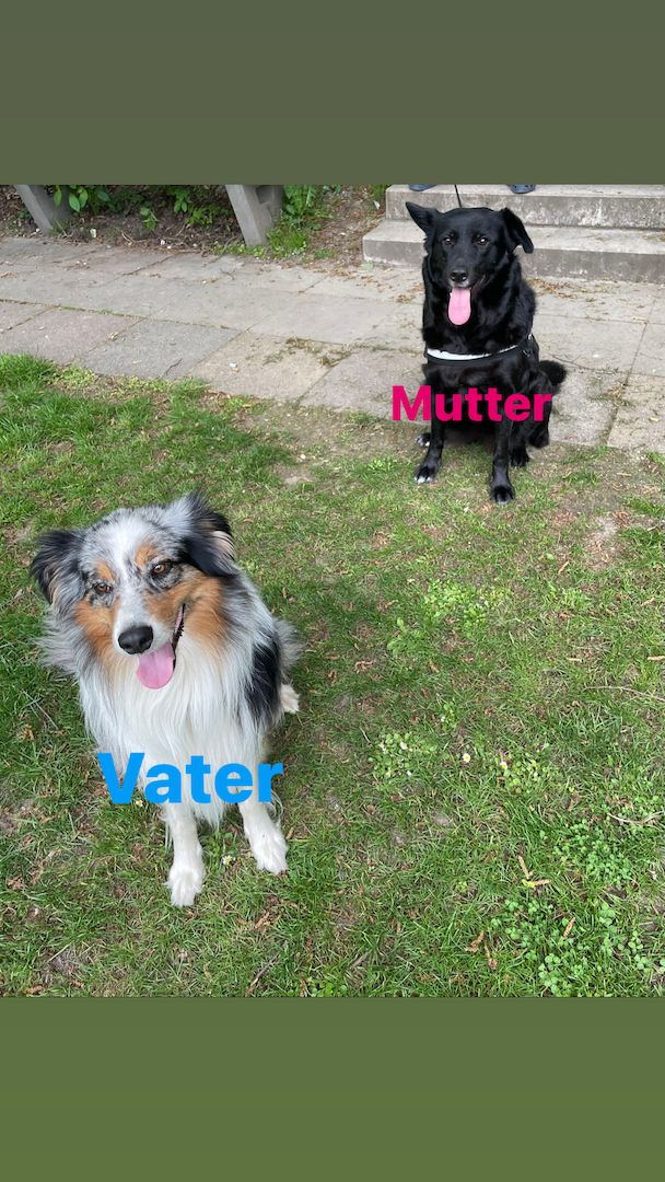 Wunderschöne Welpen