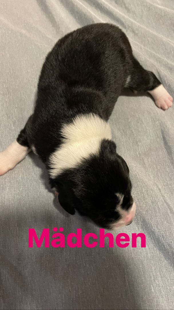 Wunderschöne Welpen