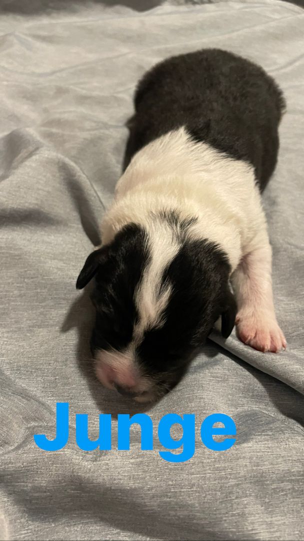 Wunderschöne Welpen