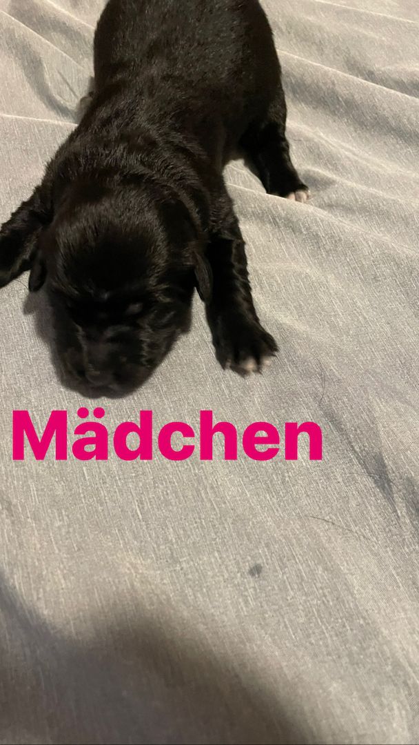 Wunderschöne Welpen