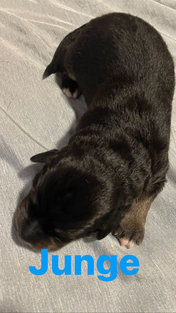 Wunderschöne Welpen