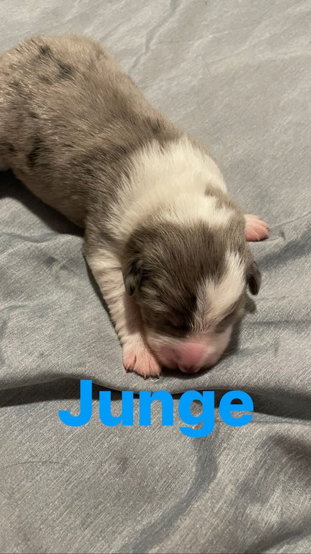 Wunderschöne Welpen