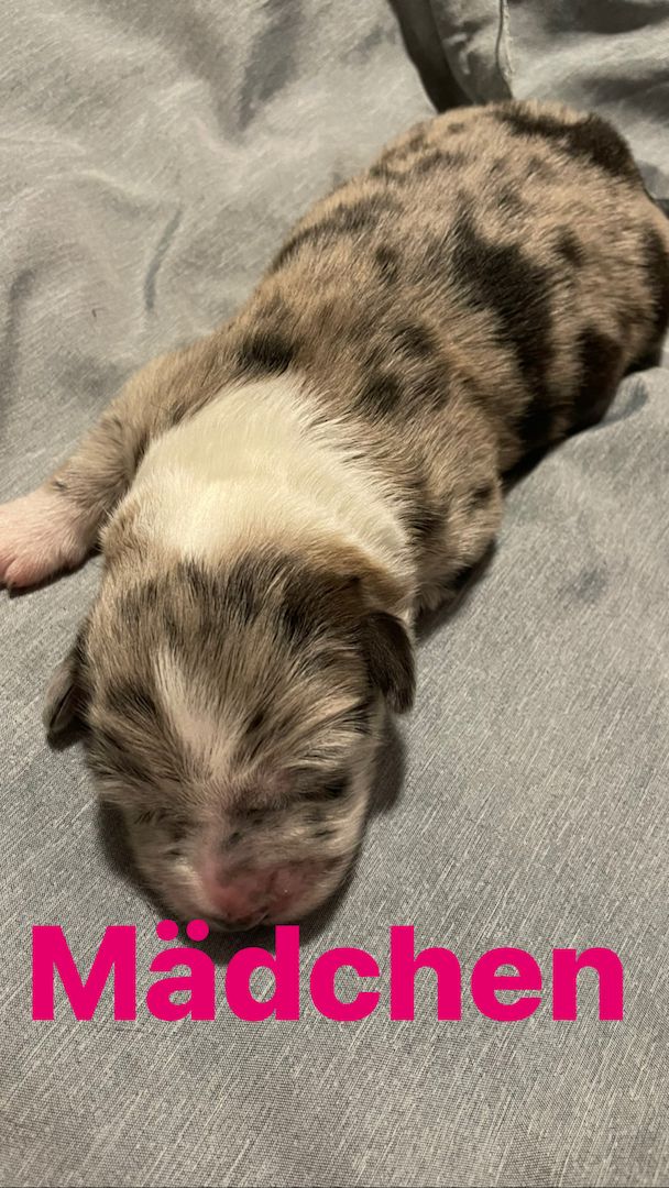 Wunderschöne Welpen