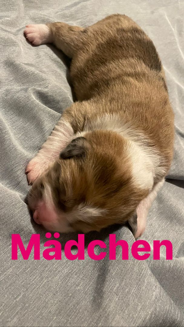 Wunderschöne Welpen