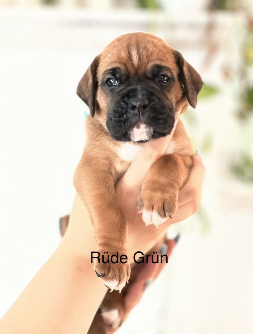 Boxer Welpen Boxer Welpen