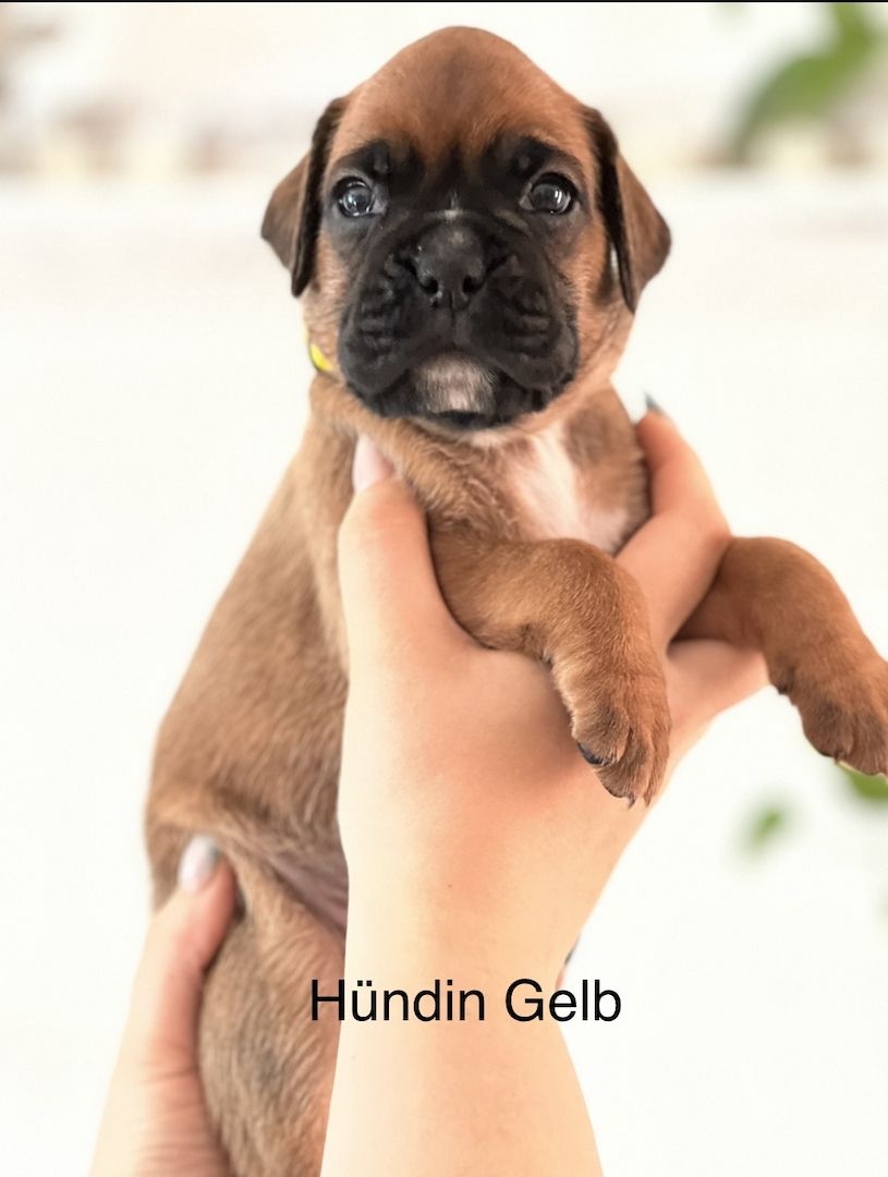 Boxer Welpen Boxer Welpen