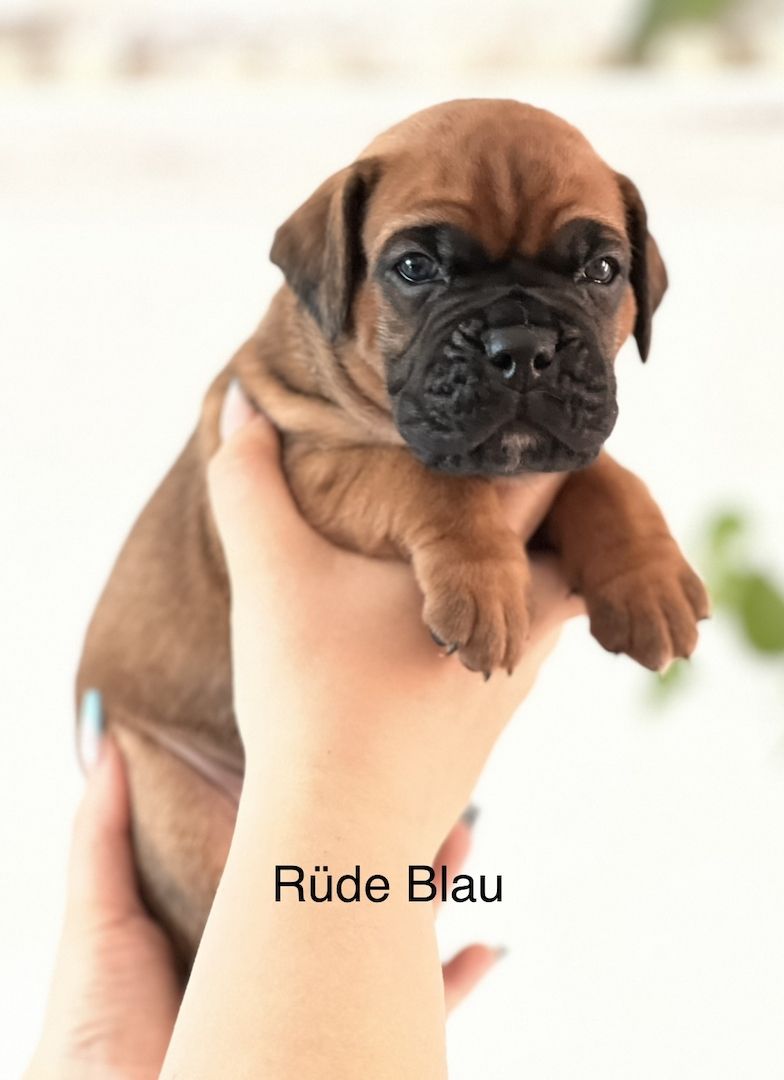 Boxer Welpen Boxer Welpen