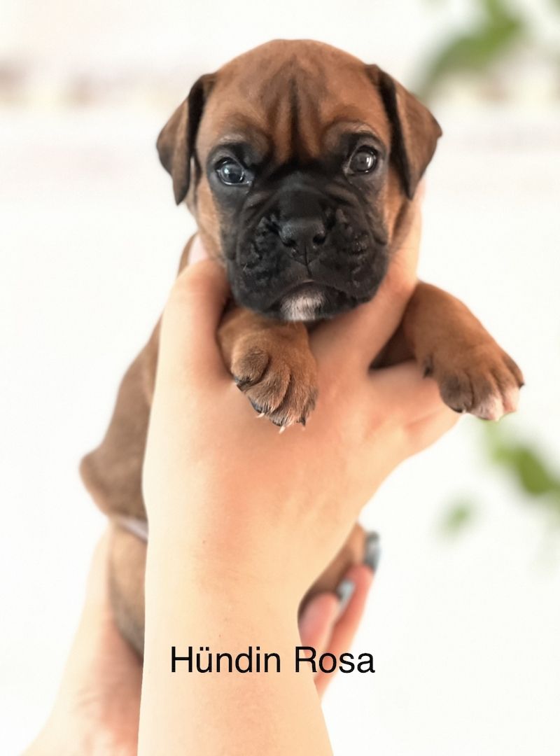 Boxer Welpen Boxer Welpen