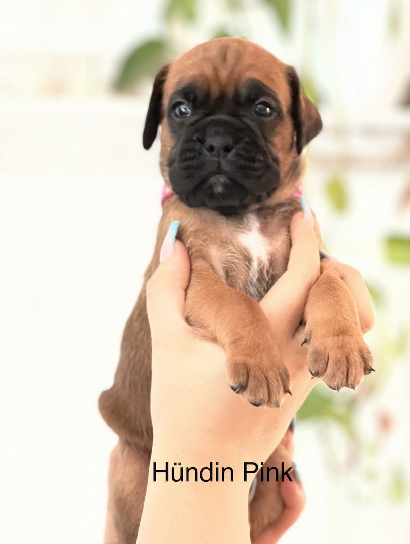 Boxer Welpen Boxer Welpen