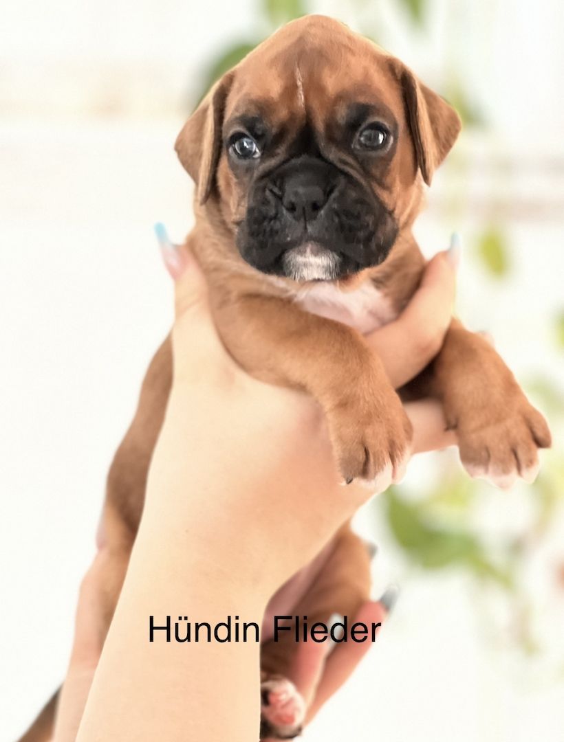 Boxer Welpen Boxer Welpen