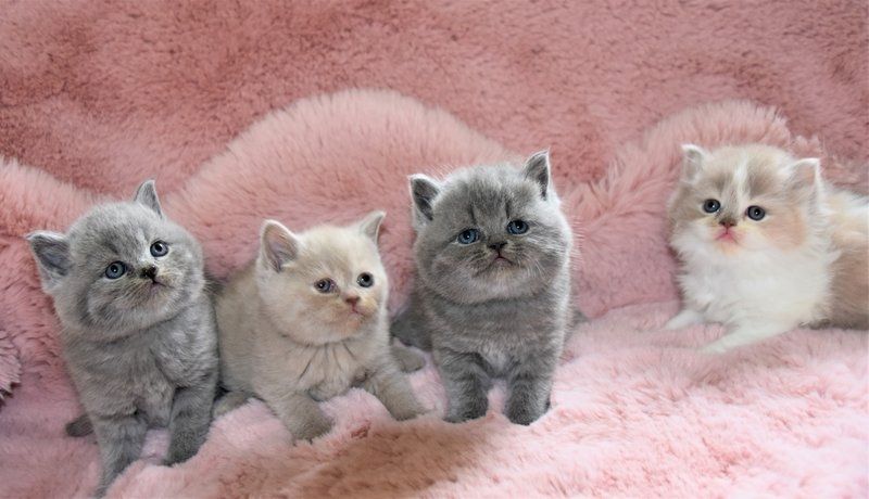 Kunterbunte kleine British Kurzhaar Kitten suchen neues zu Hause!!!
