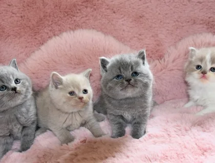 Kunterbunte kleine British Kurzhaar Kitten suchen neues zu Hause!!!