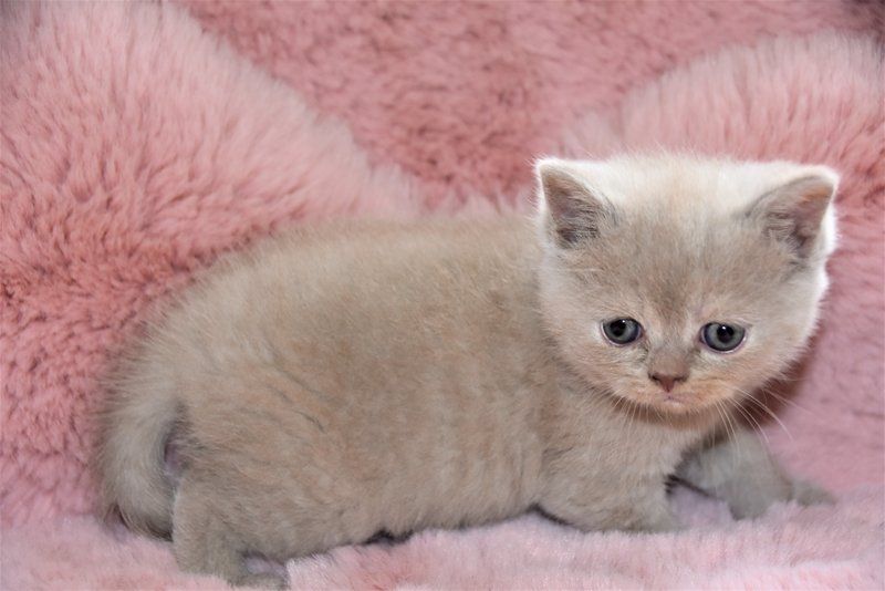 Kunterbunte kleine British Kurzhaar Kitten suchen neues zu Hause!!!